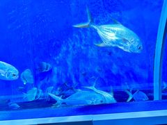 -北戴河圣蓝海洋公园