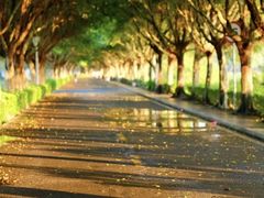 -风云岭森林公园