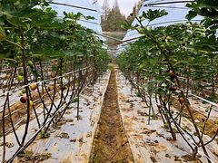 -武汉世外桃源农庄