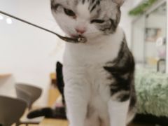 -有喵·猫咖·狗咖·30几只猫10只小狗(岗厦店)