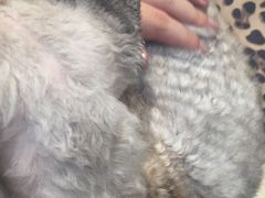 -momokira米努特·德文卷毛猫·棉花面纱犬
