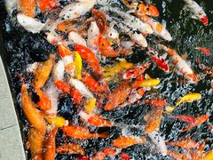 -南宫五洲植物乐园