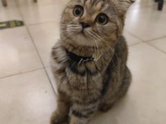 -猫小院猫主题餐厅(南锣旗舰店)