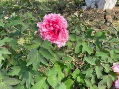 -花溪公园