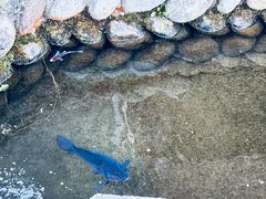 -白川乡与五箇山的合掌构造村落