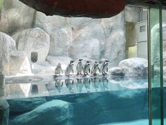 -合肥野生动物园