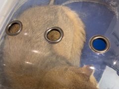 -瑞派康怡24h宠物医院·犬猫医疗中心·微创绝育(瑞景分院)