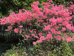 -杭州植物园