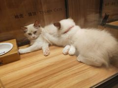 -袖虎·猫馆(体育西路店)