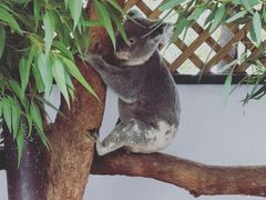 -费瑟代尔野生动物园