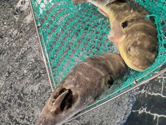 -大潮淮·淮扬菜(何园旗舰店)
