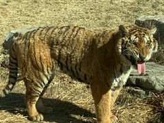 -北京野生动物园