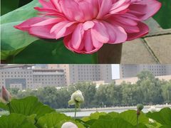 -莲花池公园