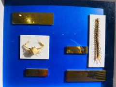 -上海昆虫博物馆