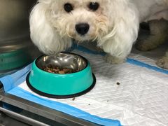 -康成宠物医院24H·CT·核磁共振