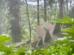 -贵州森林野生动物园