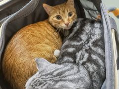 -乐派堂宠物医院·猫友好· 心脏科(东街店)