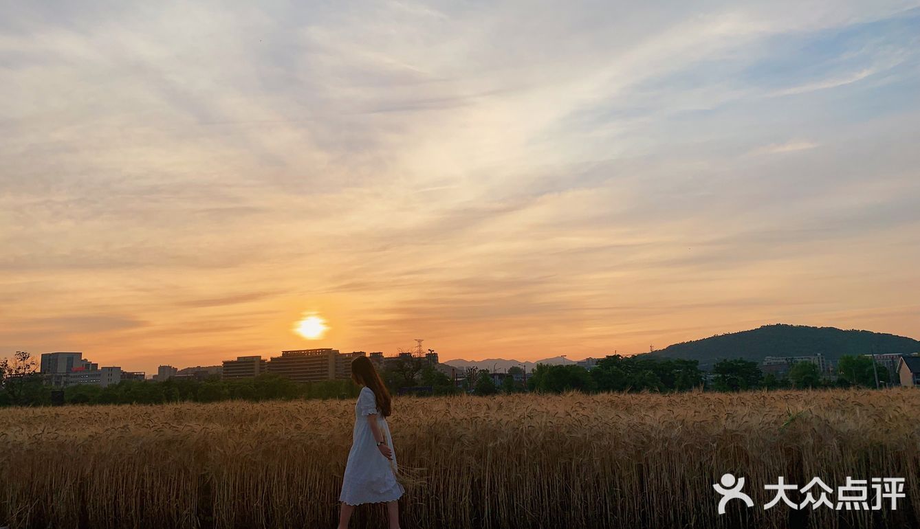 杭州滨江的麦田,在夕阳下奔跑吧