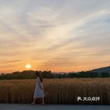 杭州滨江的麦田,在夕阳下奔跑吧