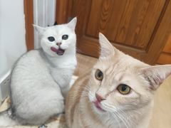 -是阿柴呀！柴犬咖啡·爱喵喵猫咖