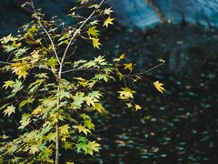 -云岫谷游猎自然风景区