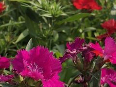 -天适樱花悠乐园
