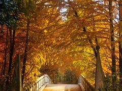 -上海海湾国家森林公园