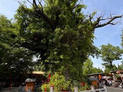 -大槐树寻根祭祖园