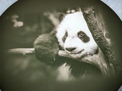 -成都大熊猫繁育研究基地