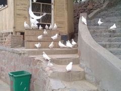 android_upload_pic-紫荆山公园