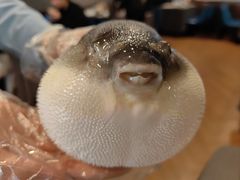 -肆月河豚·新淮扬(金融街店)