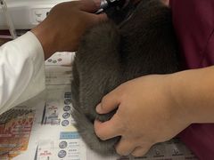 -艾贝尔宠物诊疗