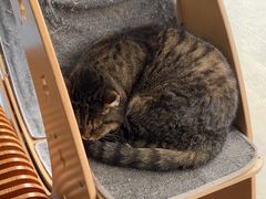 -伟伟宠物医院·瑞派猫友好医院·猫科(光谷店)