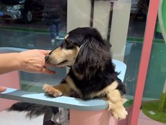-FAELING PETS美天灵宠物(合生汇店)