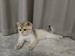 -lincat·猫舍(广州店)