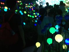 -大塘金香草谷