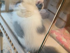 -柚子猫舍·精品猫舍购猫·猫咪认养·购宠·宠物店