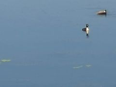 -丁香湖公园