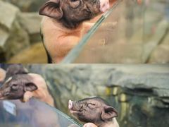 -正佳雨林生态植物园
