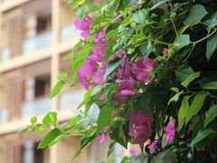 -三亚亚龙湾红树林度假酒店