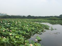 -荷塘月色湿地公园·向阳花洲