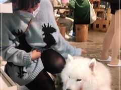 -more than meow吴止猫主题餐厅(承德 中船汇店)