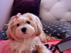 -八公叔叔宠物美容连锁(春申店)