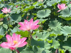 -莲花池公园