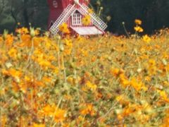 -北京东方普罗旺斯薰衣草庄园