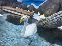 -海合安青岛极地海洋公园