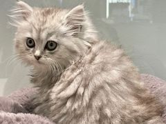 -babydoll猫舍·米努特·德文·缅因(久光中心店)