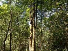 -九龙江国家森林公园