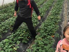 -青浦采草莓天天草莓园