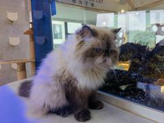 -喵园·猫主题咖啡厅·撸猫·猫咖(国贸店)